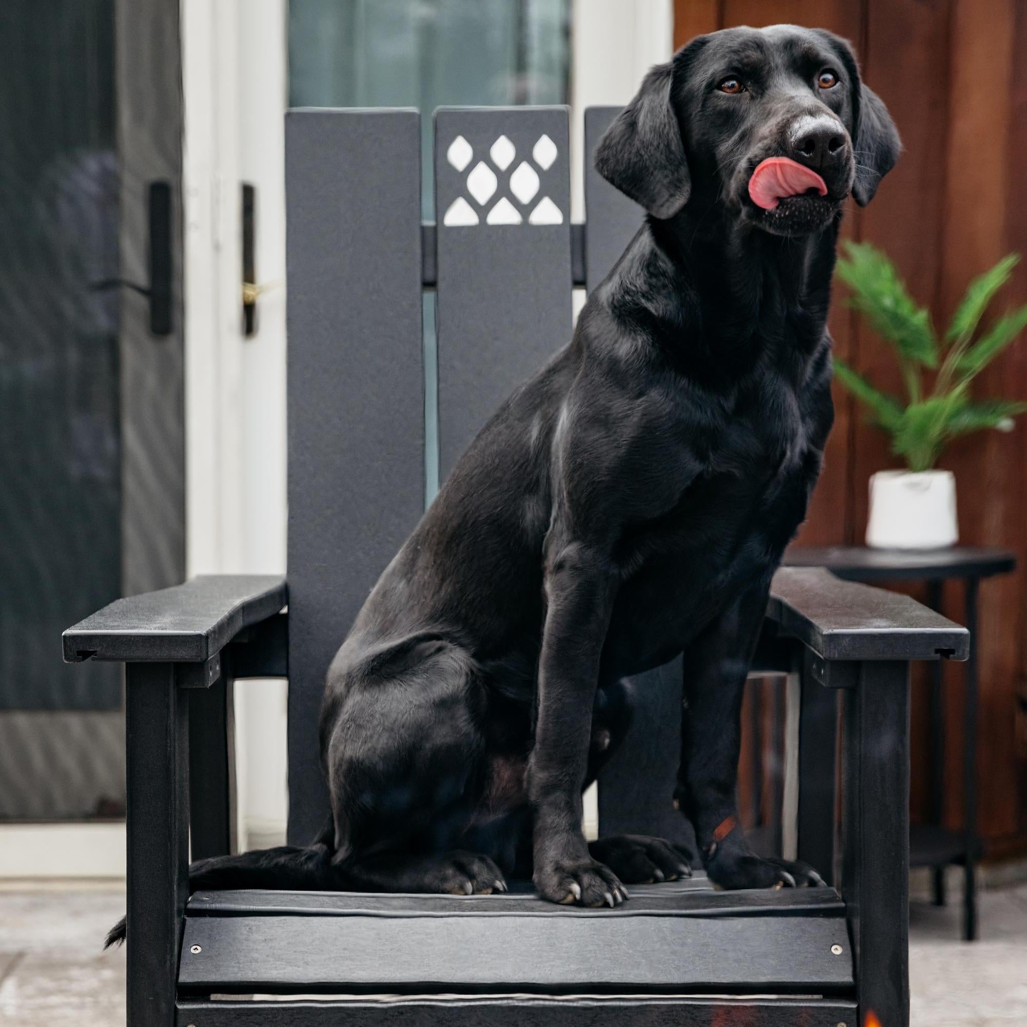 An image of a lab sitting on an X Series Black Chair